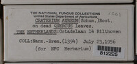 Craterium aureum image